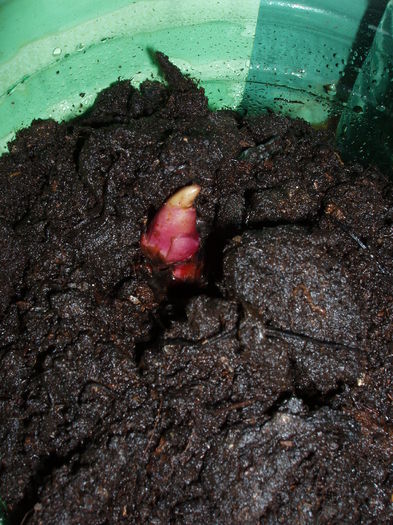 multumesc domnului bortannicolae; canna
