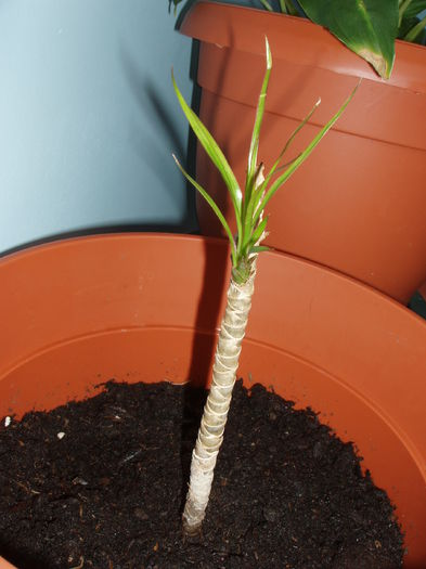 dracena - inceput de februarie 2015