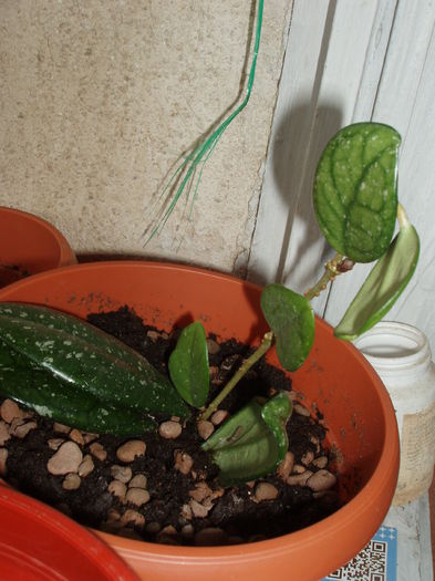 P1010020 - inceput de februarie 2015