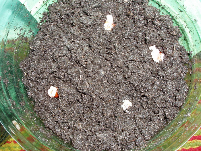 P1010049; seminte de lichi (sa vedem ce o iesii! )
