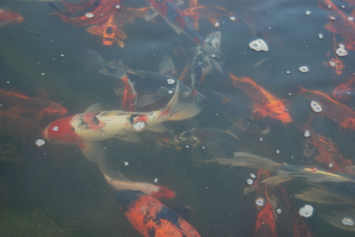 DSC_0030 - Crap KOI toamna 2014