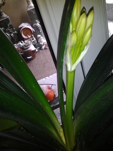 al 2-lea boboc floare clivia nr 2