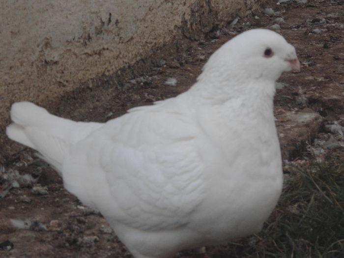 F-2012 - 4-Poze Suplimentare AGH