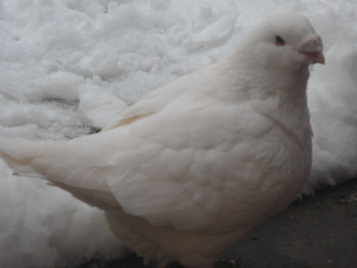 F-2012 - 4-Poze Suplimentare AGH