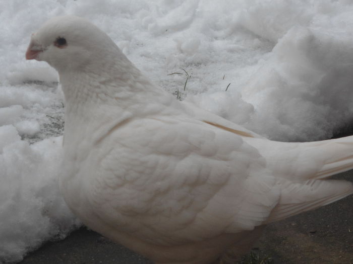 F-2012 - 4-Poze Suplimentare AGH