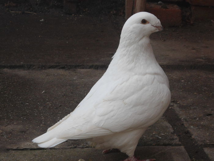 DSC07526 - 4-Poze Suplimentare AGH