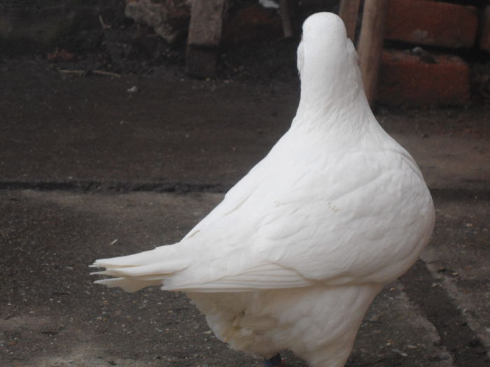 DSC07536-vanduta - 4-Poze Suplimentare AGH