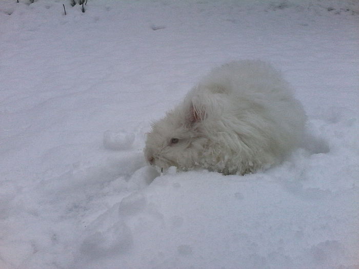 Angora in zapada 002