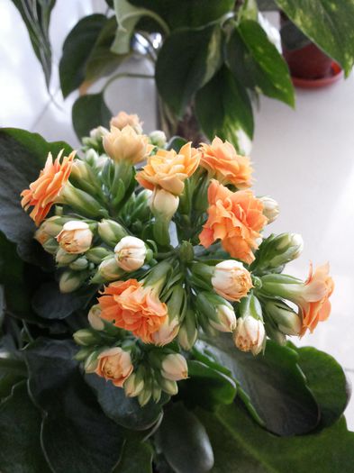 1 Kalanchoe blossfeldiana - Plante de balcon si camera - 2015