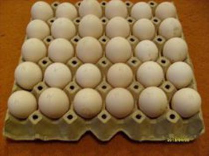 oua pentru incubat
