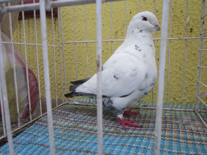 M.2014 - Voiajori americani