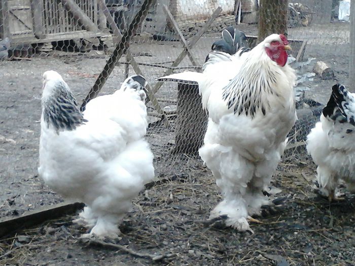 DSC_0469 - BRAHMA 2015