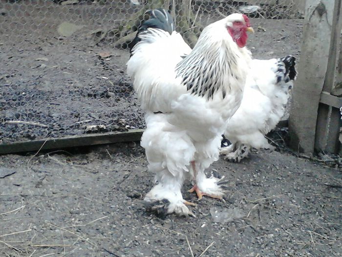 DSC_0470 - BRAHMA 2015