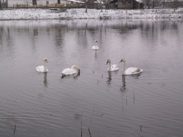 07.02.2015 - LEBEDE PE ARANCA