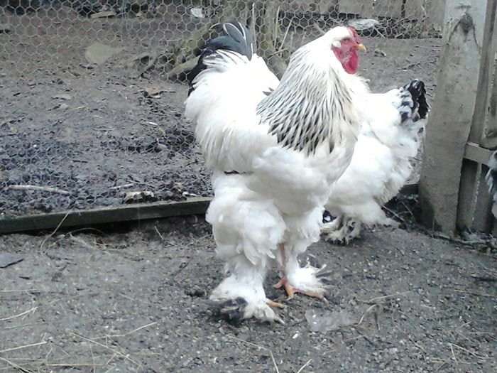 DSC_0471 - BRAHMA 2015