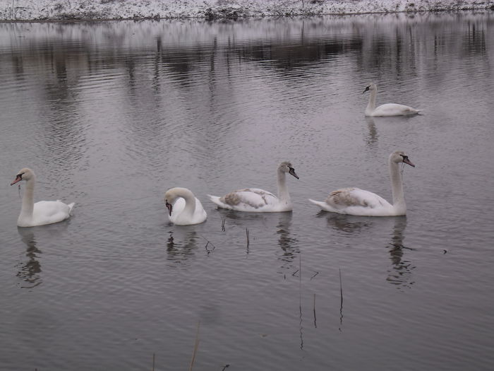doar 5 am pozat, a sasea a pastrat distanta - LEBEDE PE ARANCA