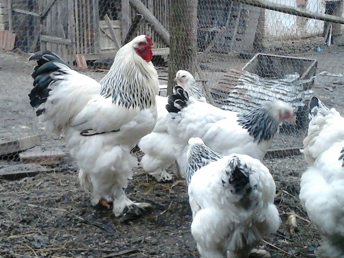 DSC_0477 - BRAHMA 2015