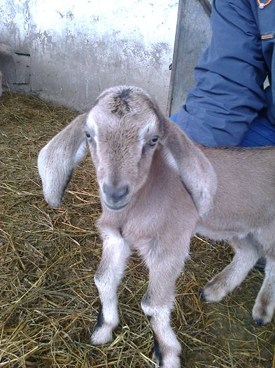 Tapisor anglonubian-452 - VANZARI  CAPRE   TAPI   IEZI si  PORCI 2015