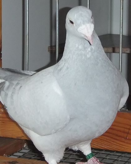 DSCF8478