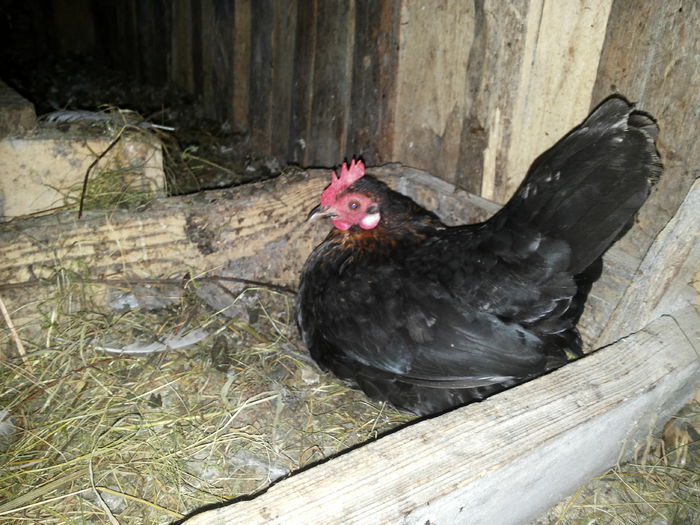 credeai ca nu mai fac oua :)) ?!