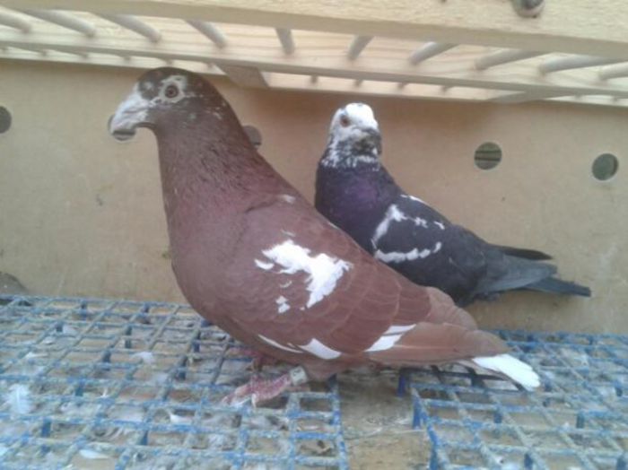 2014-11-02_08_22_09_t2