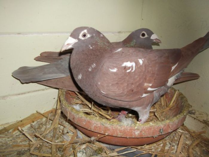 3242819360_1_2_NsVm6nmR