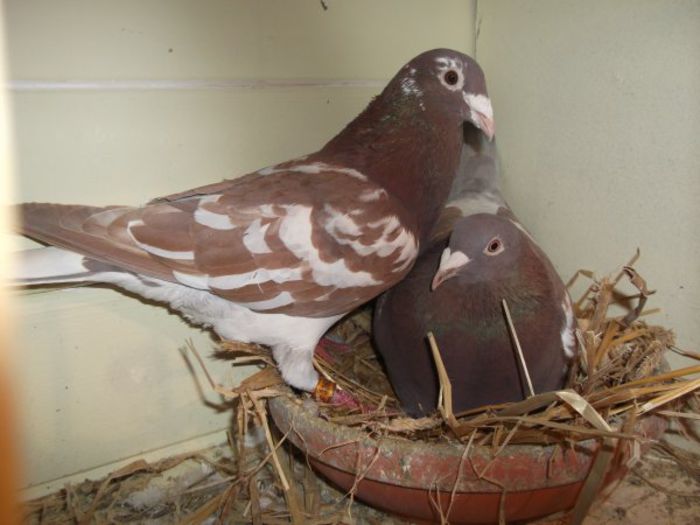 3242819360_1_6_BDHeARIo