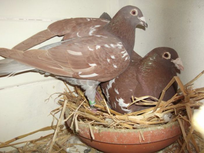 3242838108_1_8_toxgY9Z1