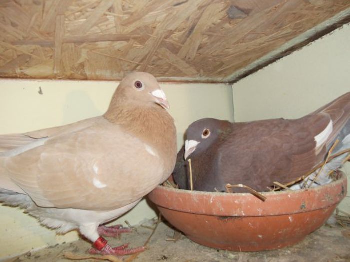 3242838108_1_10_k7DCEaX5