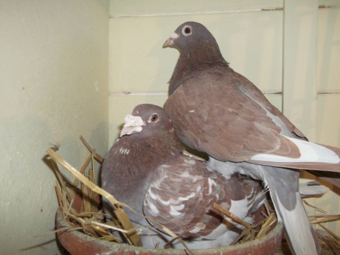 3242843922_1_2_j1ZDYlVO