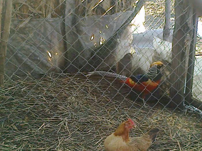 Fotografie0742 - ANIMALE PASARI CE AM DETINUT