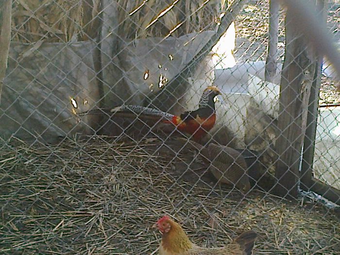 Fotografie0744 - ANIMALE PASARI CE AM DETINUT