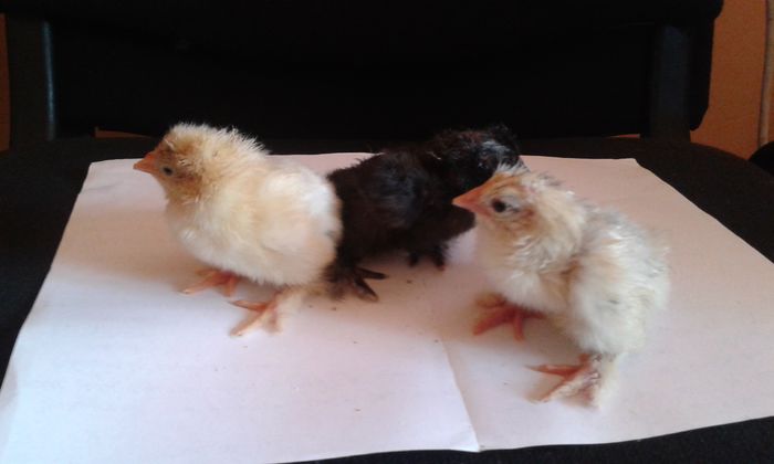 uriasi flori si negru