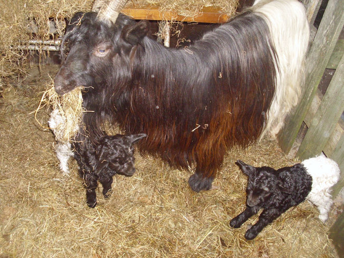 A fatat capra Walliser doi mititei