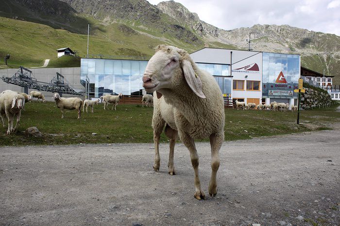 Berbecul Tirolez curios