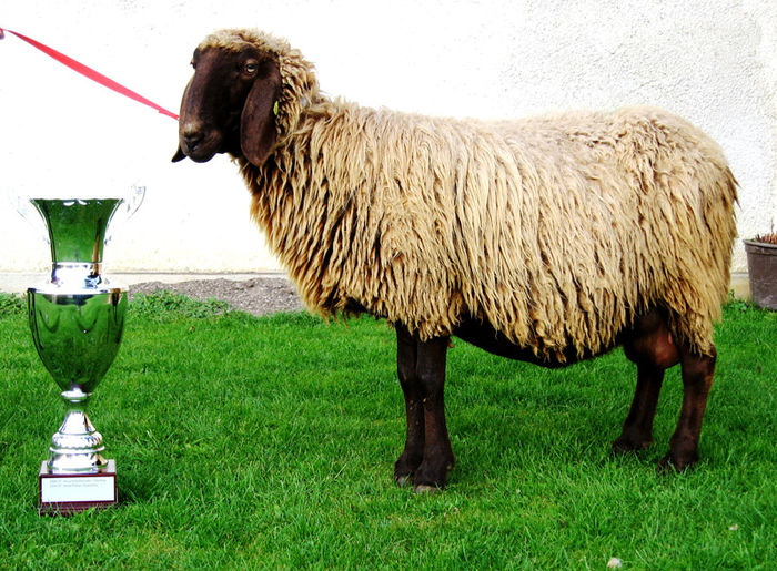 Braunes Bergschaf  premiata