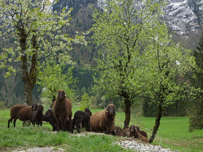 Braunes Bergschaf la camp