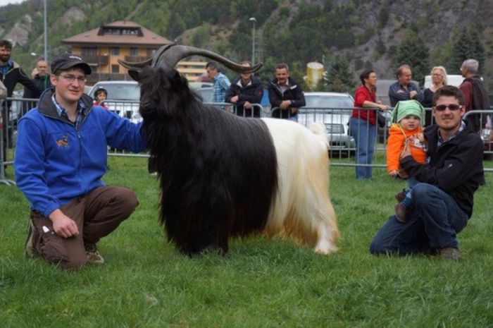 Frumusete de Tap Walliser-6