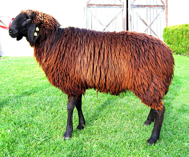 Oaie Bergschaf neagra