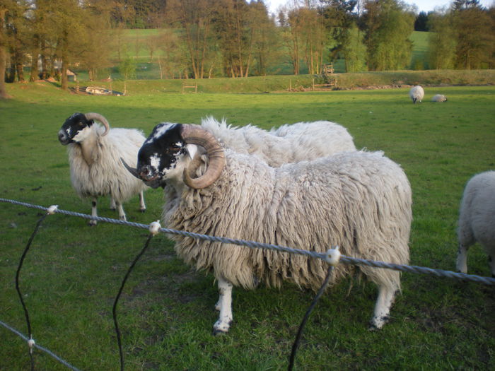 Oi scotiene Blackface