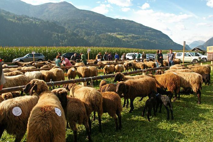Targ in sudul Tirolului , oi Bergschaf