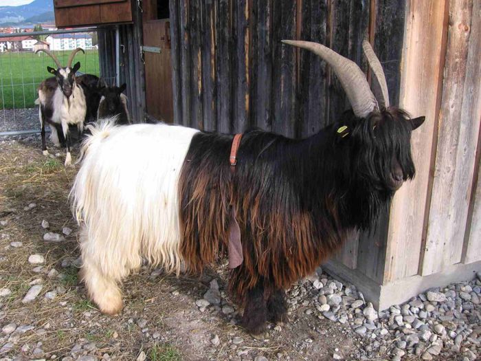 Walliser si capre paun - Rase de oi si capre-Poze deosebite-6