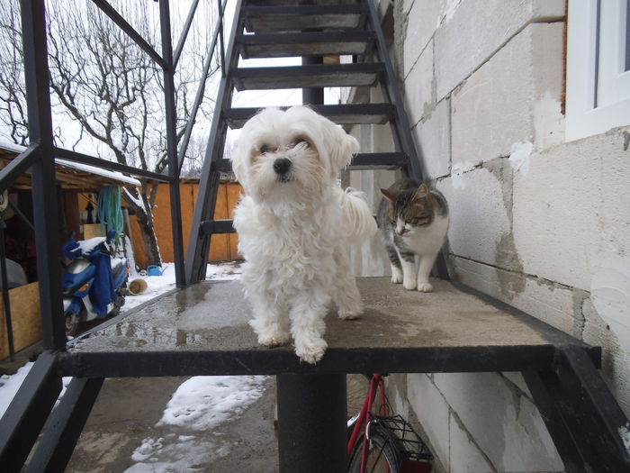 DSCF0224 - Prin curte