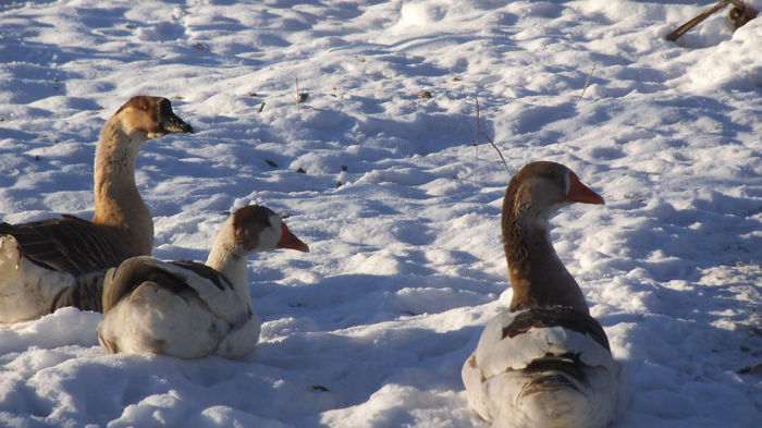 DSCF0049 - Prin curte