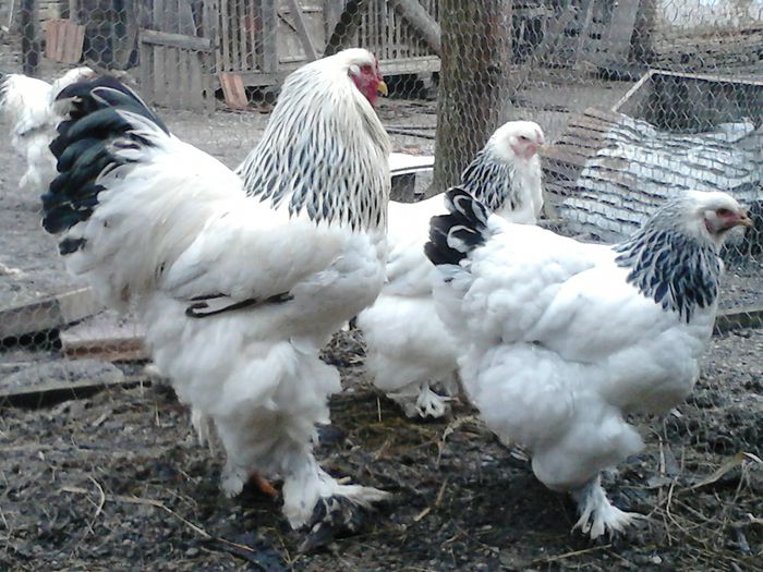 DSC_0478 - BRAHMA 2015