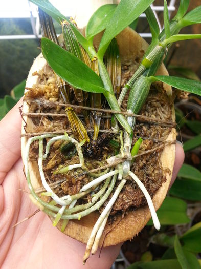 20150202_155201; incepe sa lucreze, avem si radacini noi si keiki pe doua plantute
