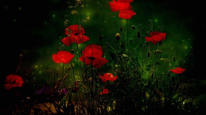 red-poppies-1920x1080-wallpaper-15237 - Wallpaper HD 2015