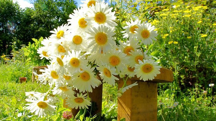 chamomile-bouquet-1920x1080-wallpaper-15508 - Wallpaper HD 2015