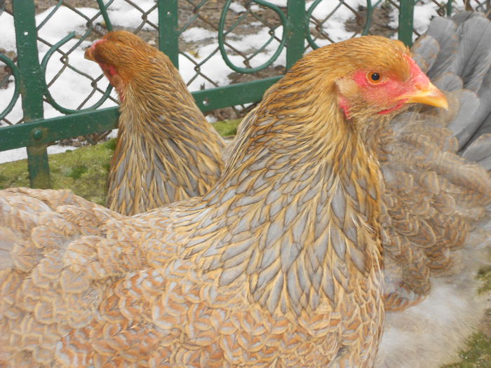 Picture 85 385 - Brahma potarnichiu pe albastru 2015