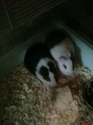 10959271_344168662443579_185980169_n